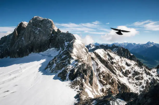 Bird flies over Koppenkarstein Mount and glacier of Dachstein Mountains Range, Austria.