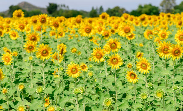 istock beautiful sunflower fields in Lop buri province 902917820