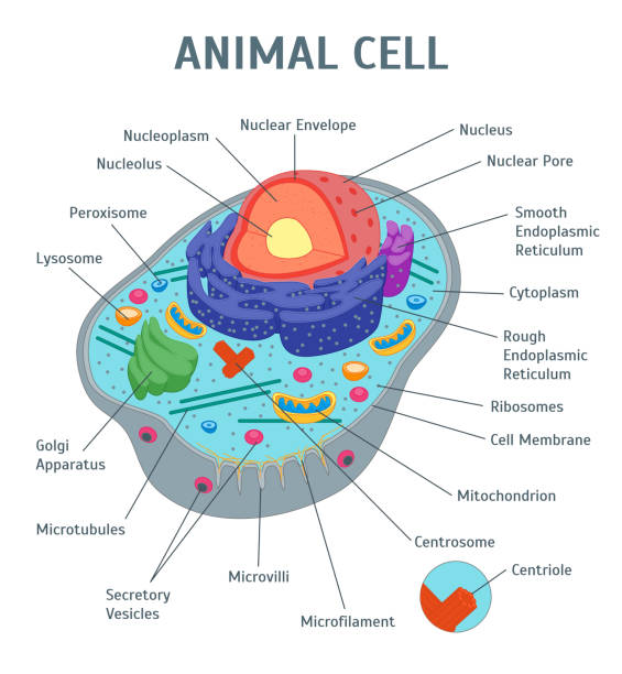 illustrazioni stock, clip art, cartoni animati e icone di tendenza di poster della carta banner cartoon animal cell anatomy. vettore - animal cell