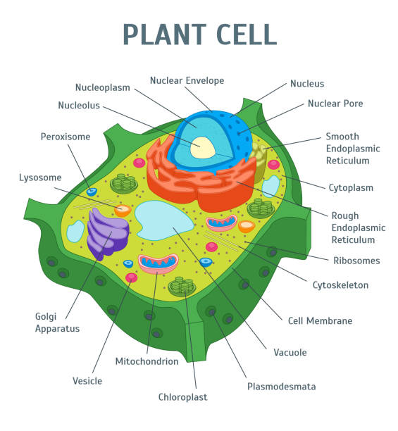 Cartoon Plant Cell Anatomy Banner Card Poster. Vector Cartoon Green Plant Cell Anatomy Banner Card Poster Scientific or Education Concept Flat Design Style. Vector illustration of Microbiology plant cell stock illustrations