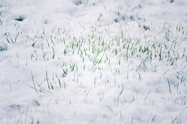 istock Green grass in snow, Hello spring, Goodbye winter concept 902920954
