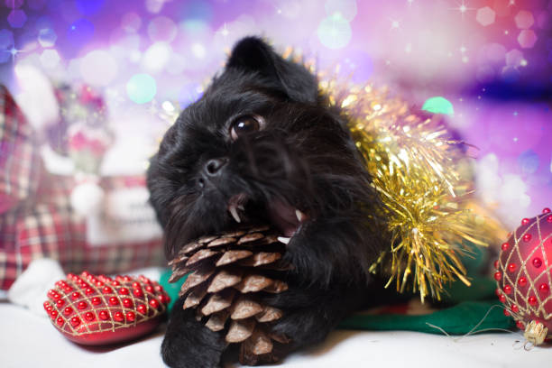 Brussels griffon portrait on a white background, isolated
