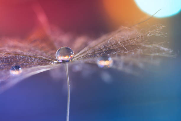 istock macro dandelion on a multicolored blurred background with a drop of dew. Abstract image. 902921688