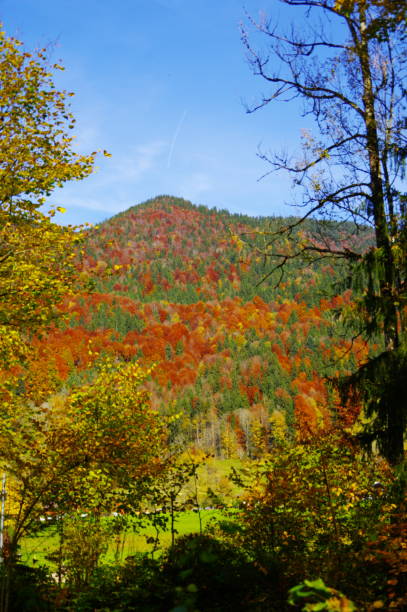 istock Mountain forest in the Bavarian Alps in great autumn colours 902921800