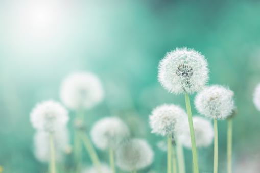 White fluffy dandelions, natural green blurred spring background, selective focus.