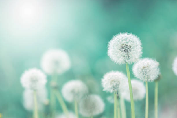 white fluffy dandelions, natural green blurred spring background, selective focus - dandelion imagens e fotografias de stock