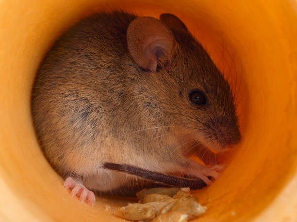 istock closeup  field mouse (Apodemus) hides inside of hole 902922624
