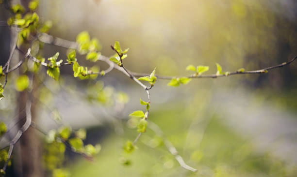 istock Background with green birch branches 902922910