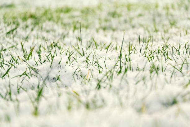 istock Green grass in snow, Hello spring, Goodbye winter concept 902925158