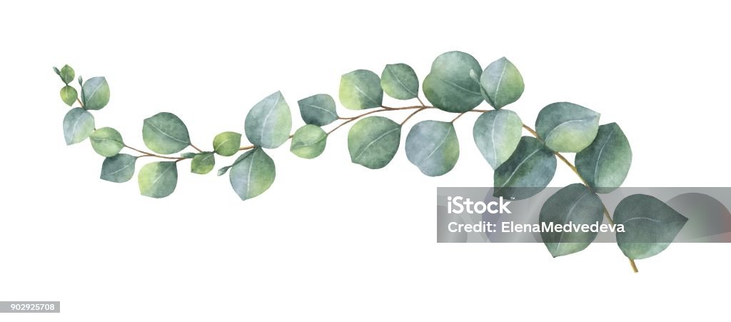 Watercolor vector wreath with green eucalyptus leaves and branches. Watercolor vector wreath with green eucalyptus leaves and branches. Spring or summer flowers for invitation, wedding or greeting cards. Eucalyptus Tree stock vector