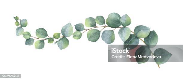 Watercolor Vector Wreath With Green Eucalyptus Leaves And Branches Stock Illustration - Download Image Now