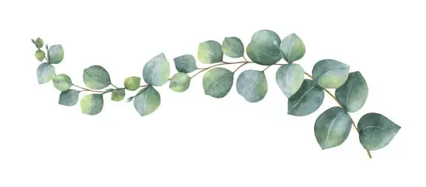 Vector illustration of Watercolor vector wreath with green eucalyptus leaves and branches.