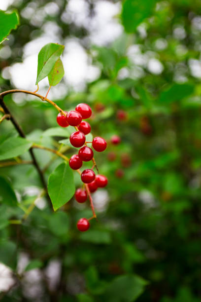istock close up of ilex verticillata 902926010