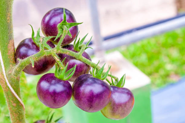 tomates reliquia púrpura fresco en rama en un jardín - tomatoes on vine fotografías e imágenes de stock