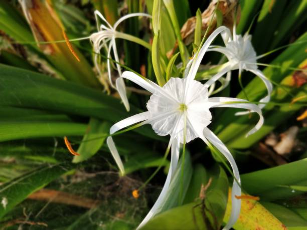 istock Flower blooming in garden 902938072