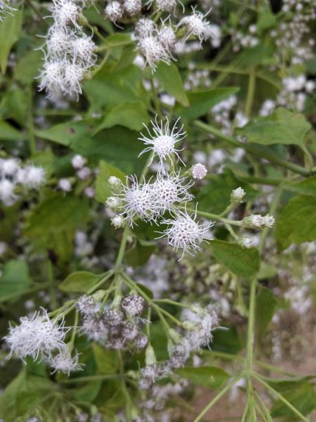 istock Flower blooming in garden 902938156