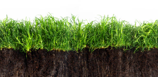 istock green grass lawn in dark soil isolated on a white background, seamles texture in panoramic banner format 902938374