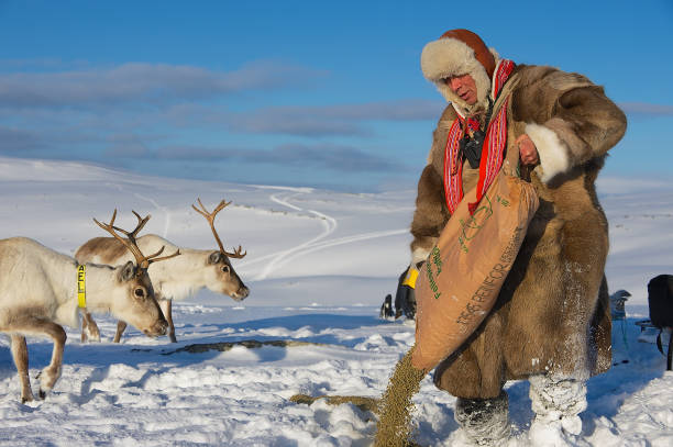 samiska man matar renarna i djup snö vinter, tromsö regionen, nordnorge. - same direction bildbanksfoton och bilder