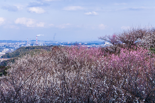 Plum blossom