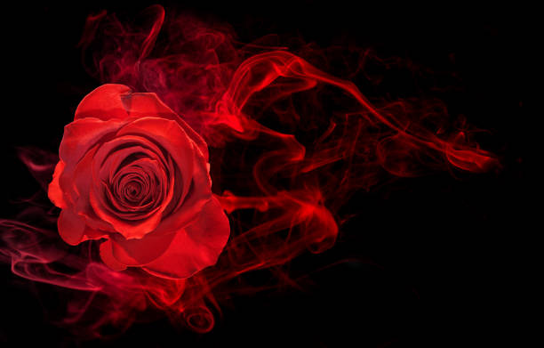 rose in smoke swirl on black stock photo