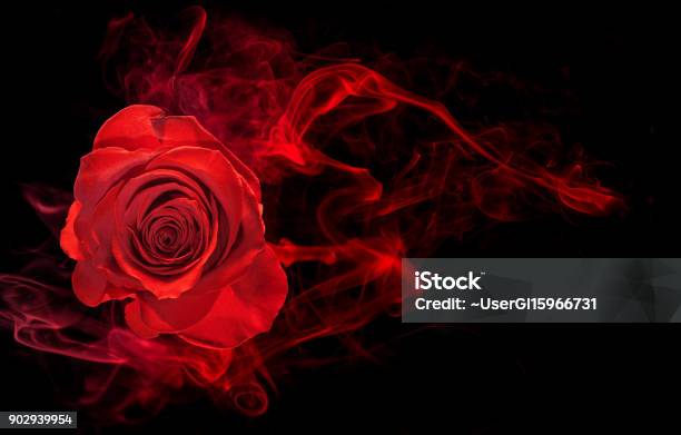 Rose In Smoke Swirl On Black Stock Photo - Download Image Now - Rose - Flower, Red, Flower