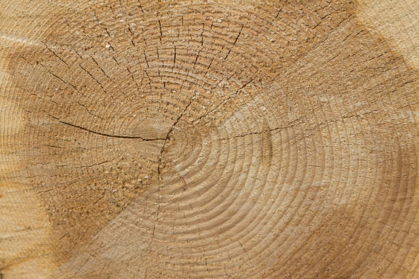 istock Sawed the trunk of a spruce 902945154