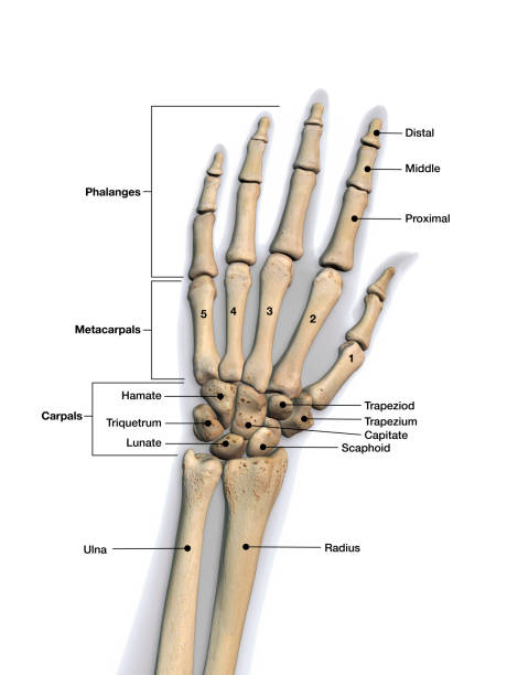 Left Hand and Wrist Bones Labeled on White Background Skeletal bones of wrist and hand with labeling. Dorsal (back) view. labeled hand bones stock pictures, royalty-free photos & images