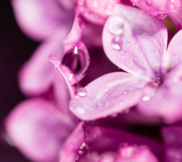 istock Lilac flowers with drops of water 902947480