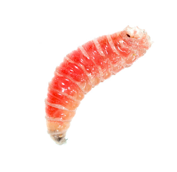 istock red worm of maggots on a white background 902949760