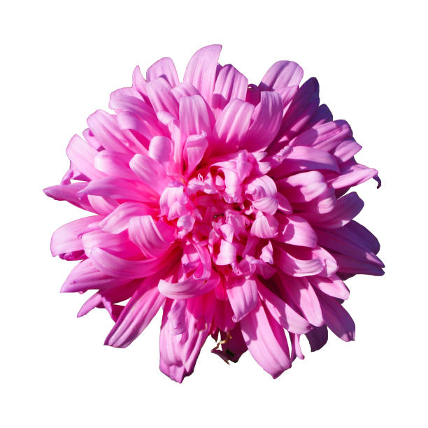 istock One pink aster callistephus flower isolated on white. 902953706