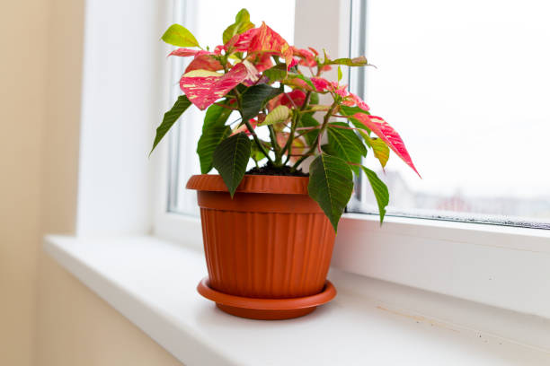 istock Flower in a pot on the window 902954158