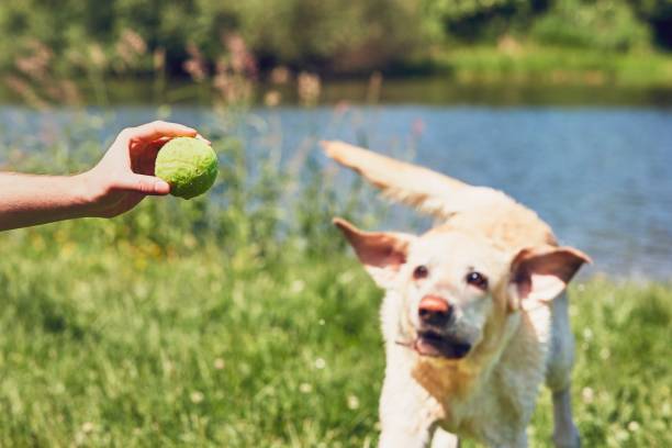istock Dog running for tennis ball 902954988