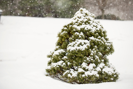 A dwarf spruce in the snow.