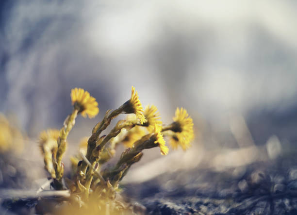 Spring primrose - yellow flowers of coltsfoot (tussilago farfara)
