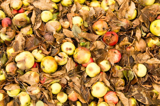 istock Apples lie on the ground in autumn 902960690