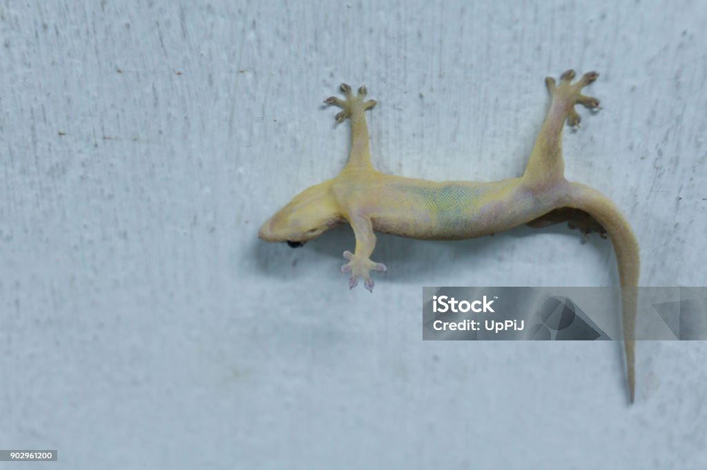 A Lizard Dead On The House Wall Stock Photo - Download Image Now - Animal,  Animal Body, Animal Body Part - iStock