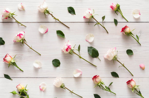 istock Floral pattern of pink roses on white rustic wood, closeup 902961300