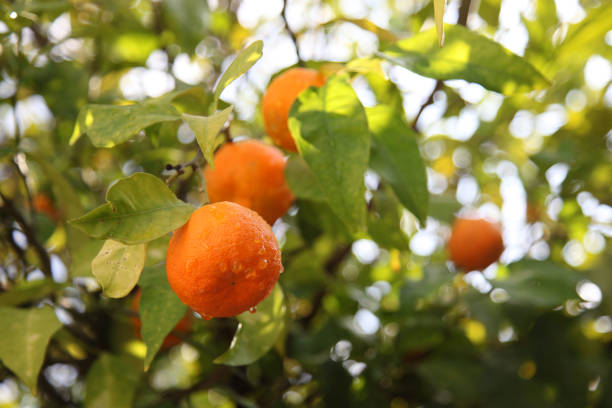 istock Citrus tree fruits 902961536