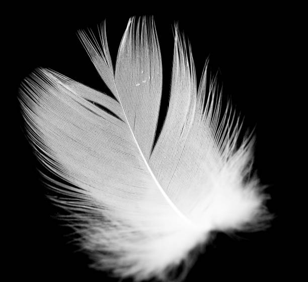 istock White feather of a bird on a black background 902965936