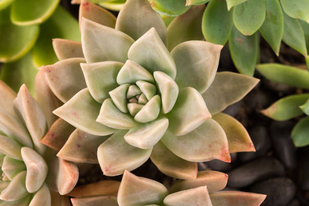 istock Close up of Succulent Plant 902966156