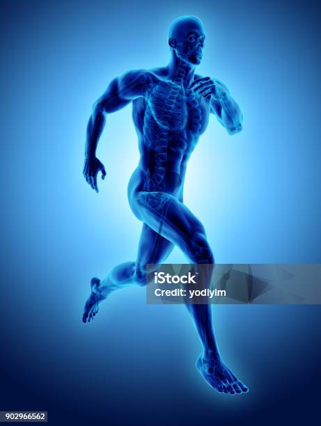 3d Abbildung Männchen Laufen Pose Mit Röntgen Skelett Gemeinsame Medizinisches Konzept Stockfoto und mehr Bilder von Menschlicher Körper