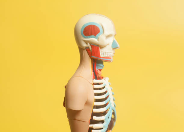 istock Human Body Anatomy Model 902966598