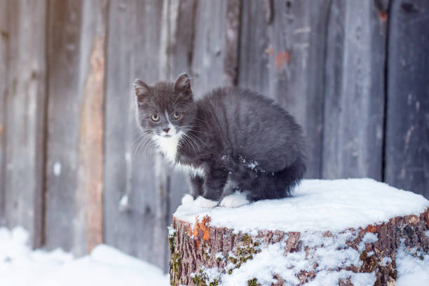 istock Little homeless kitten in winter 902966946