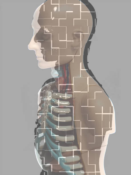 istock Human Body Anatomy Model 902970668