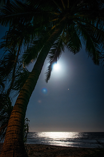 Light from the moon illuminating the sea, and silhouetting a palm tree against the night sky.