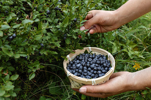 Harvesting fresh berries on warm and sunny summer day. Woman's fingers slightly stained blue from picking blueberries in summer forest. Healthy food concept