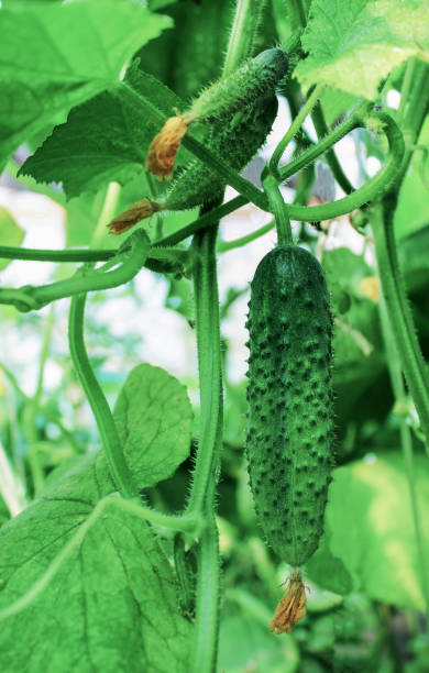 istock Cucumber in the greenhouse. 902975156