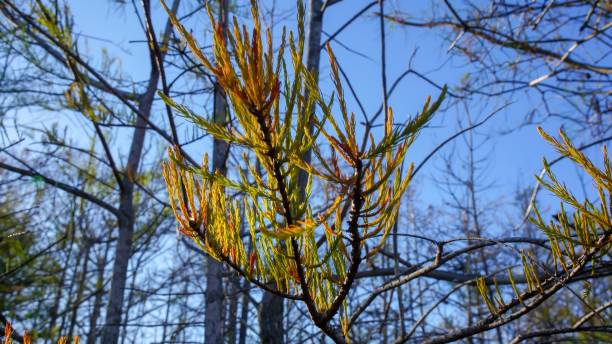 autumn cypress tree leaf - pine wood forest river imagens e fotografias de stock