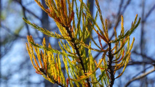 autumn cypress tree leaf - pine wood forest river imagens e fotografias de stock