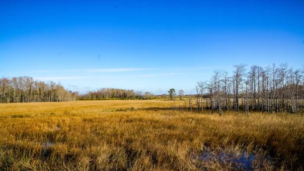 autumn in grassy waters preserve - pine wood forest river imagens e fotografias de stock